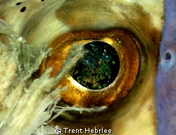 Puffer Eye-looks like the fire of a black opal. by Trent Hebrlee 